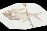 Lot: Green River Fossil Fish - Pieces #81269-3